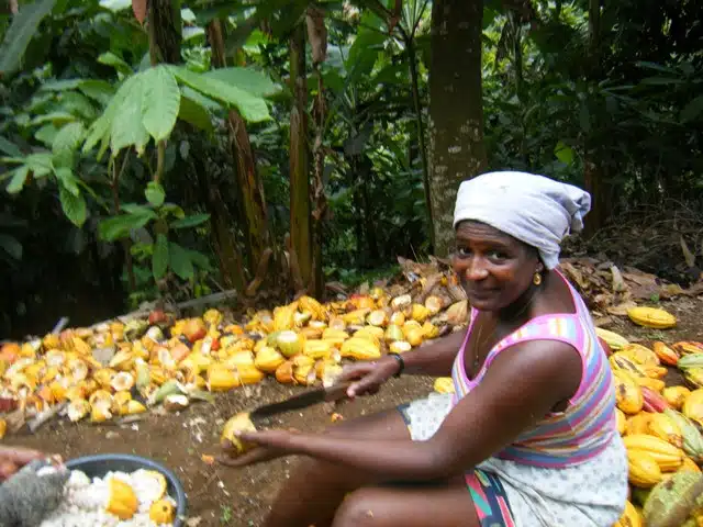 São Tomé: Cacau, Chocolate e Tradição 