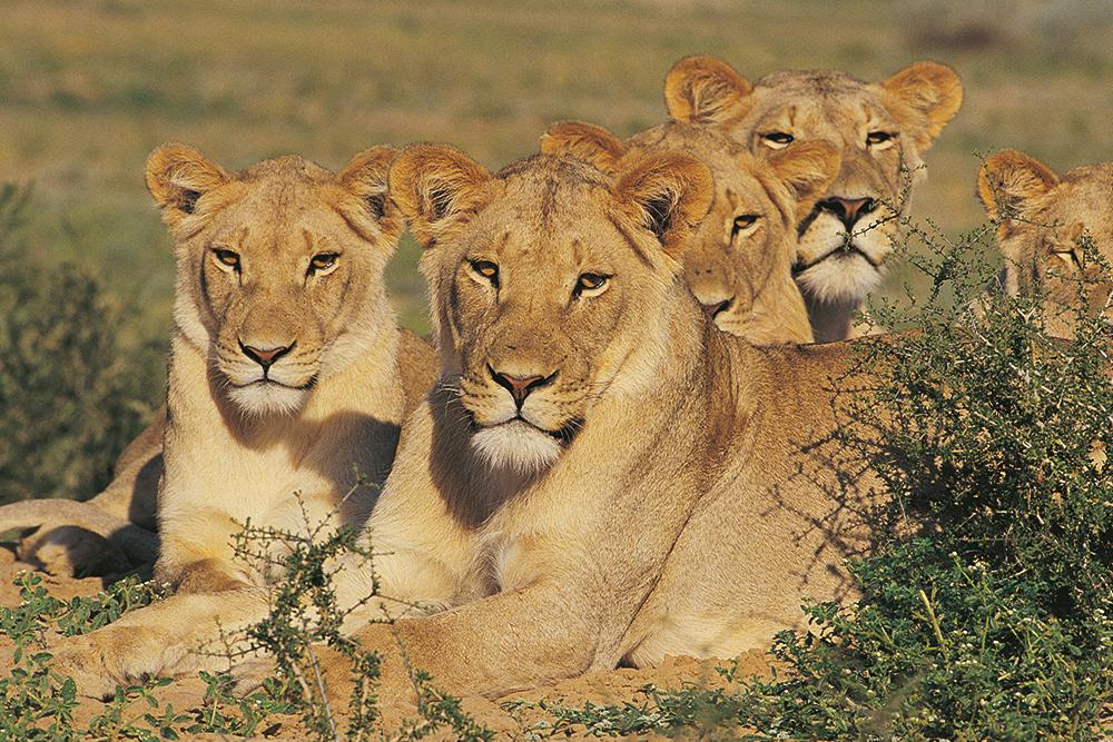 Natureza e Cultura:  Do Kruger à Cidade do Cabo
